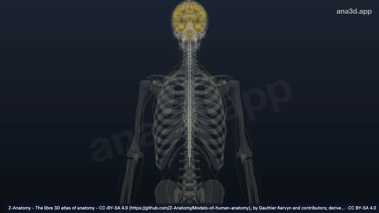 Modelo 3D: Fascículo grácil