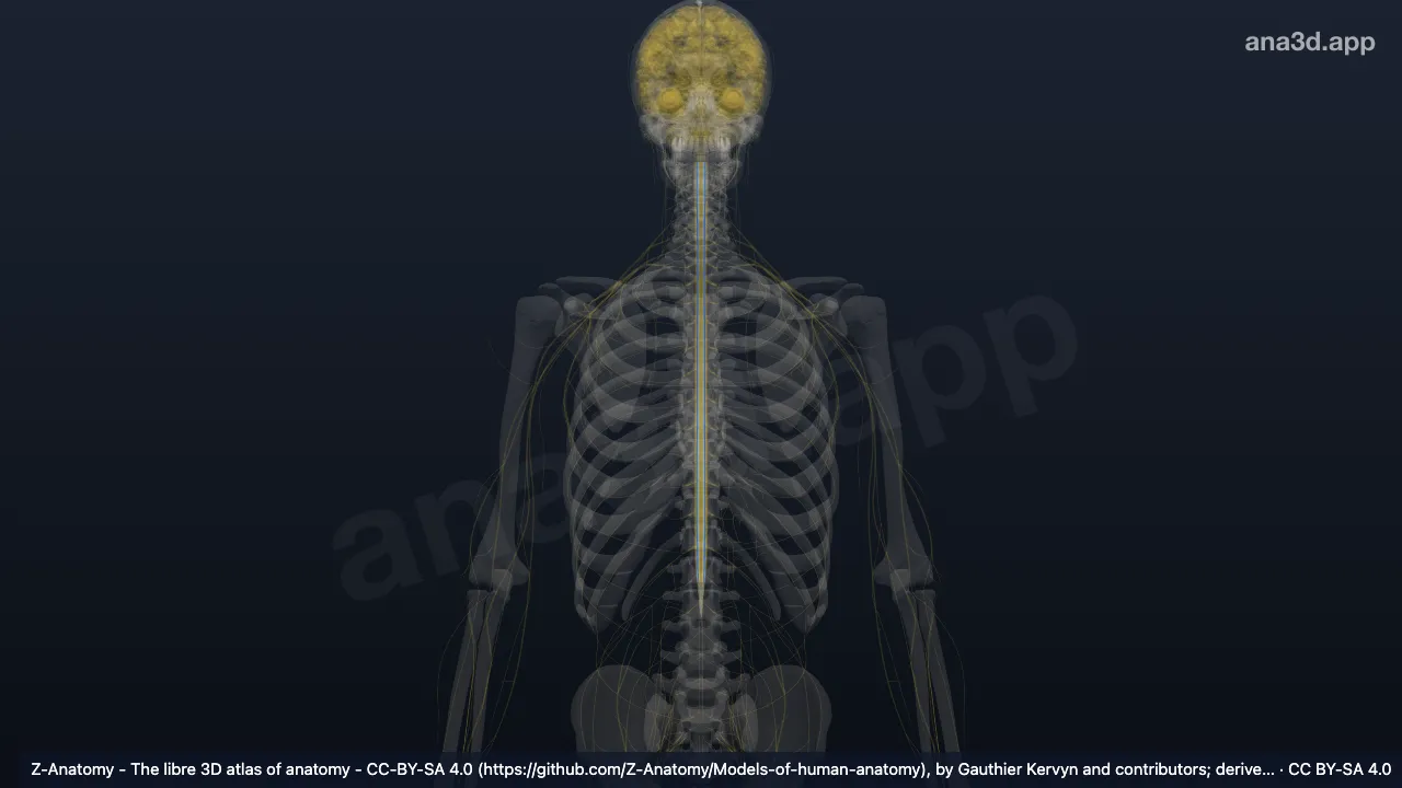 Model 3D: Traktus posterolateralis