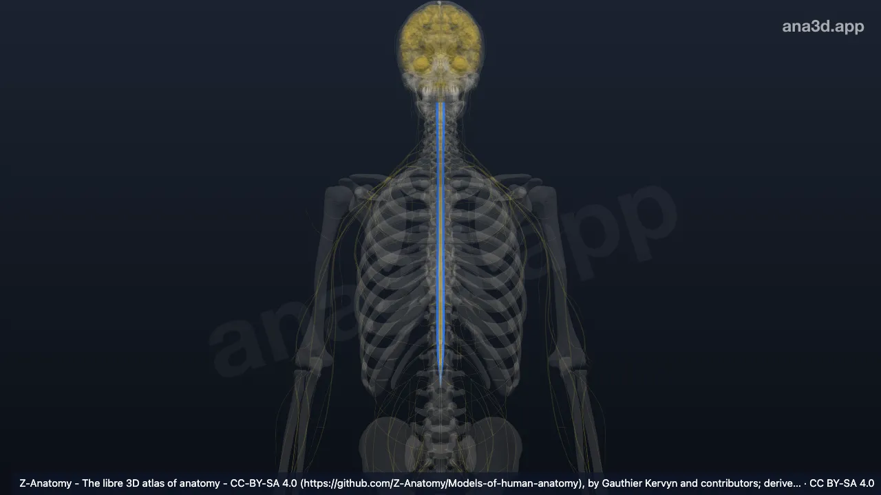 3D-Modell: Funiculus lateralis