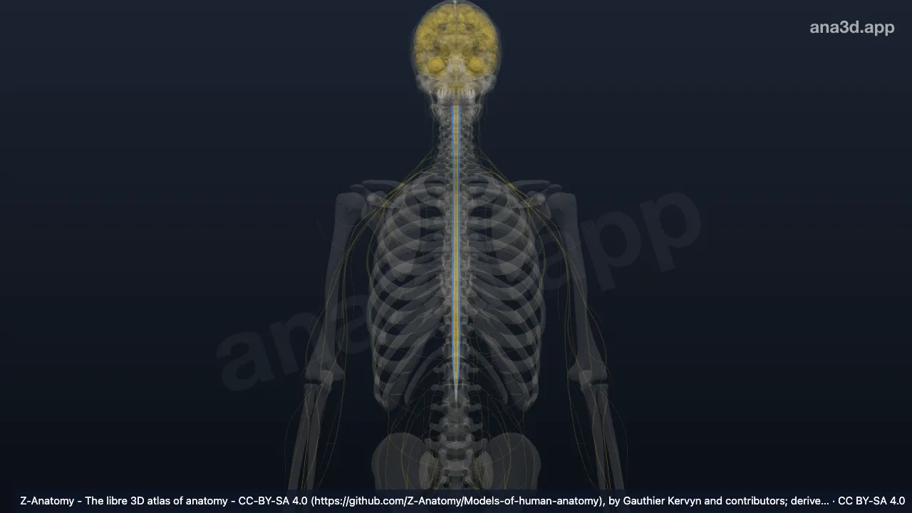 3D model: lateral corticospinal tract