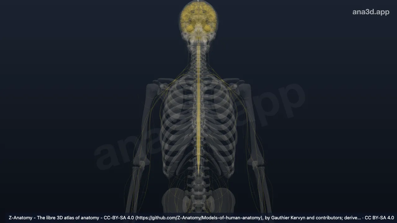 3D model: lateral reticulospinal tract