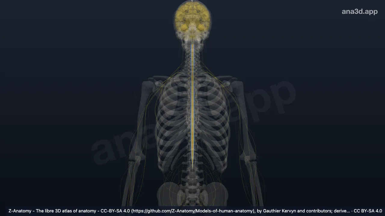 3D-Modell: Tractus rubrospinalis