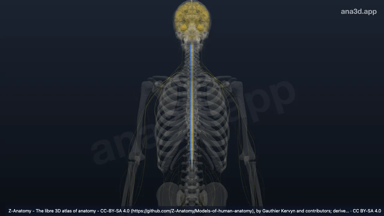 3D-Modell: Tractus spinocerebellaris posterior