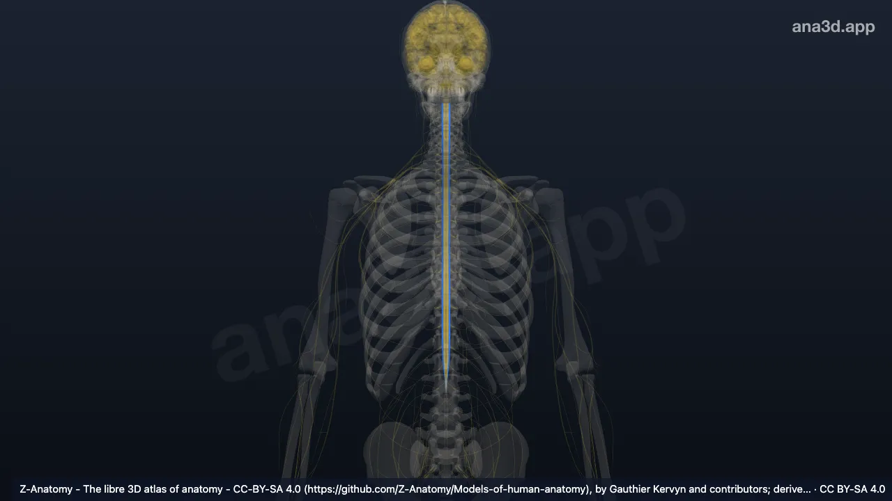 3D model: anterior spinocerebellar tract