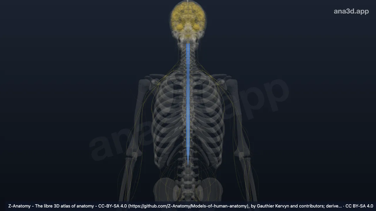 3D model: anterolateral fasciculus
