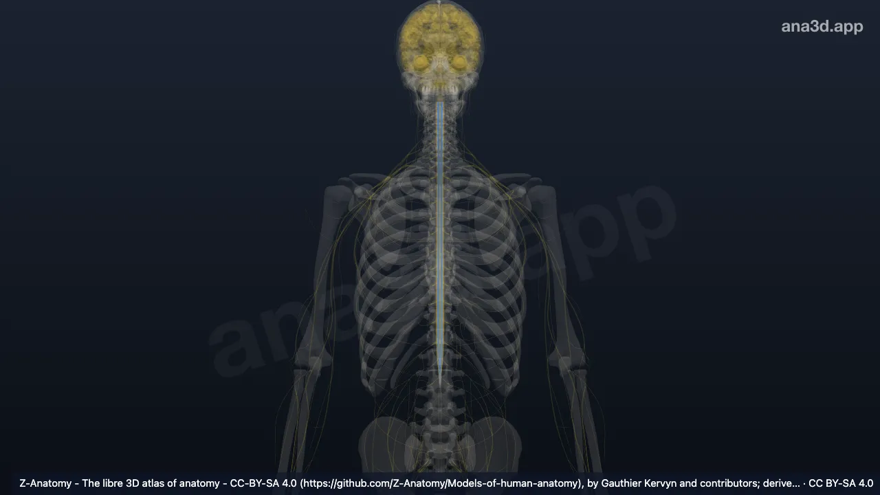 3D model: anterior spinothalamic tract