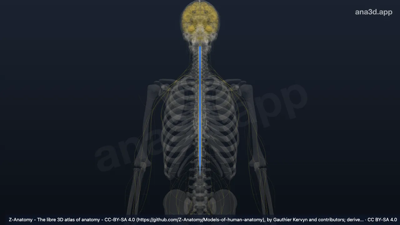 3D model: anterior funiculus