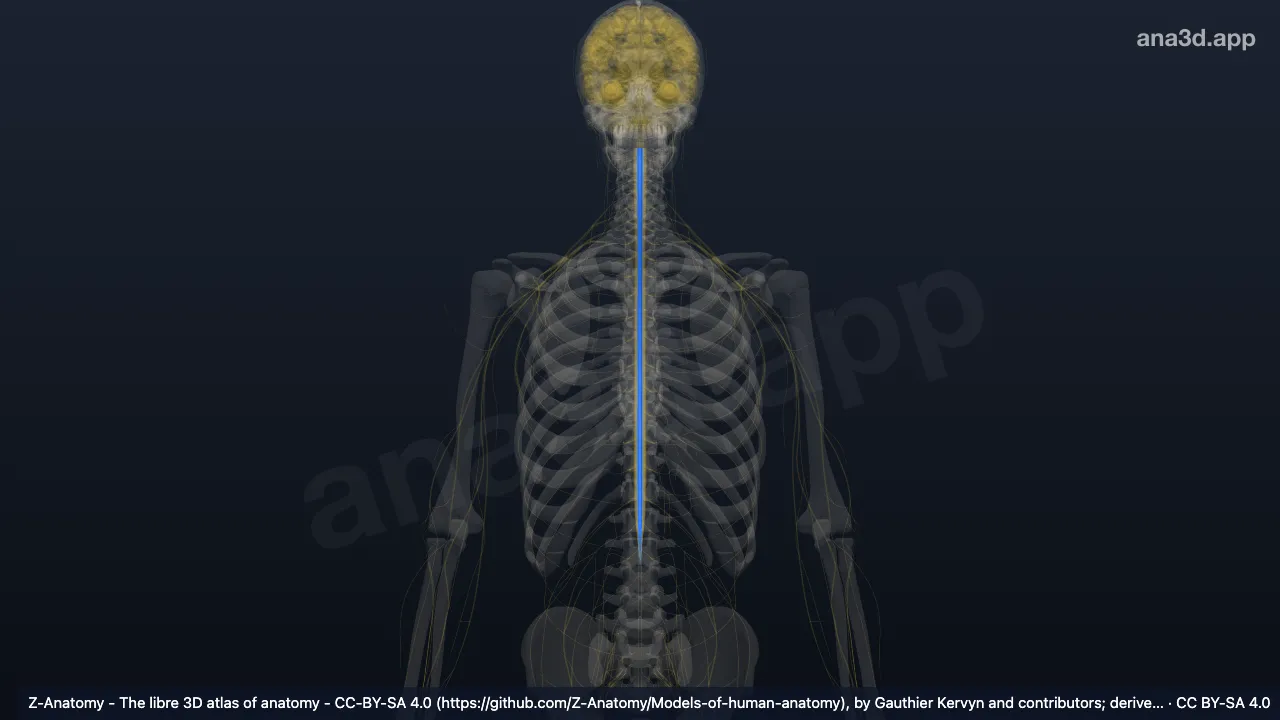3D-Modell: Fasciculus proprius anterior