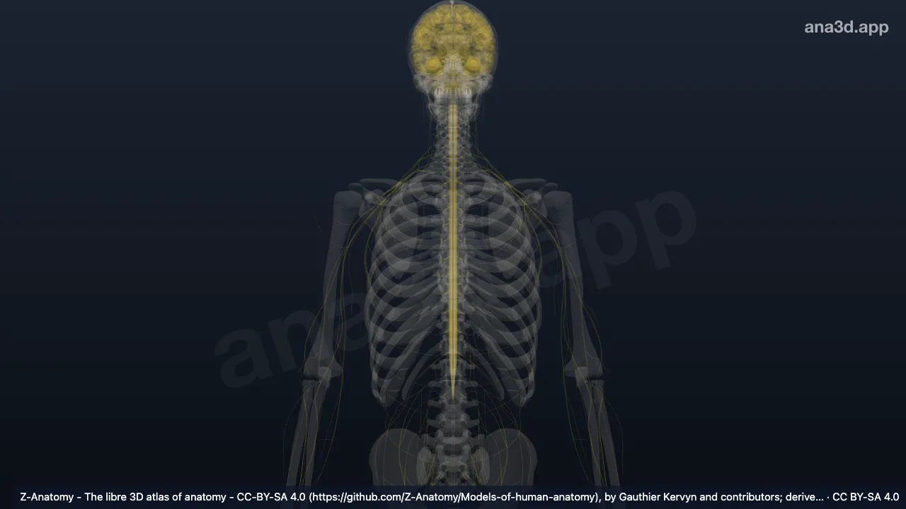 3D-Modell: Tractus corticospinalis anterior