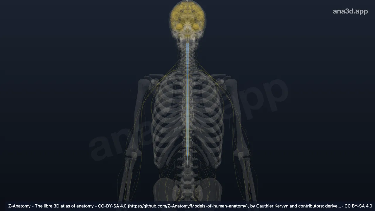 3D 模型：前庭脊髓外侧束