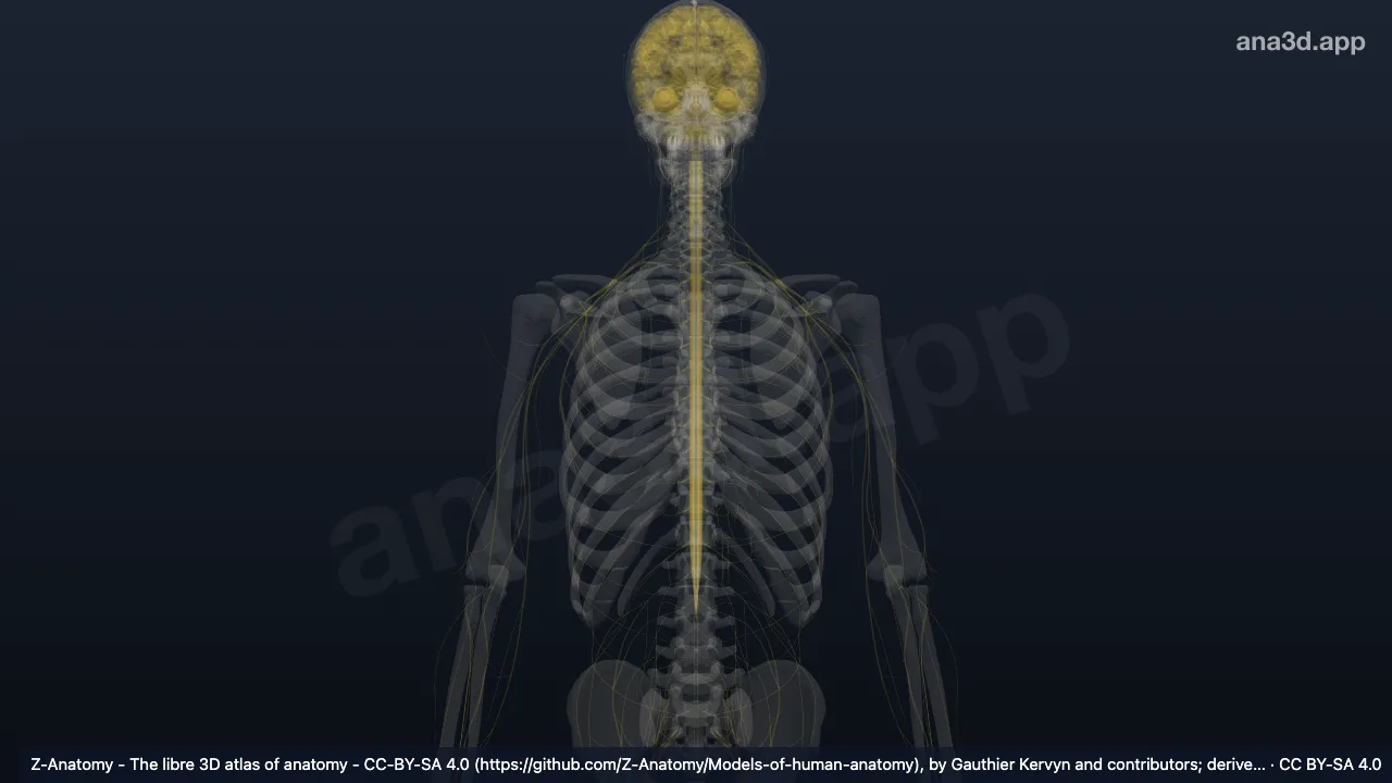 3D 模型:前庭脊髓内侧束