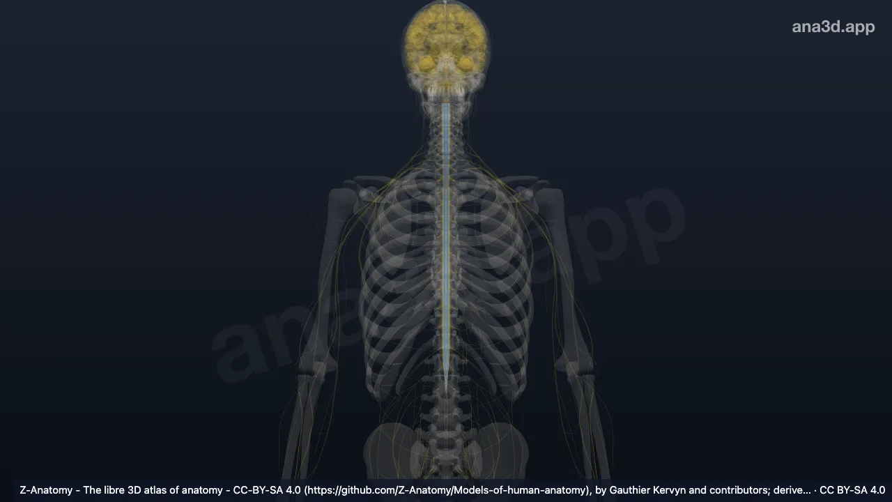 3D 模型：网状脊髓内侧束