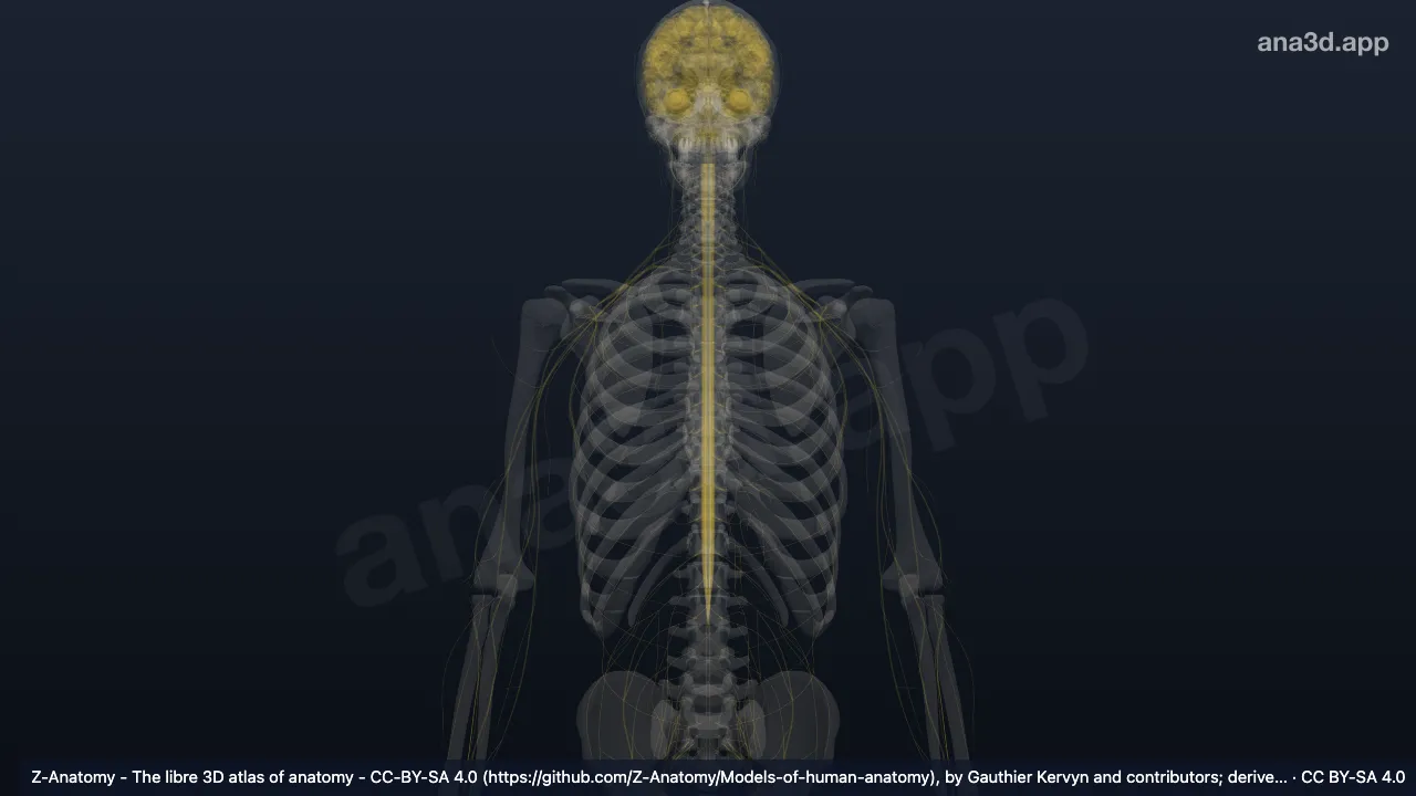 3D-Modell: Tractus tectospinalis