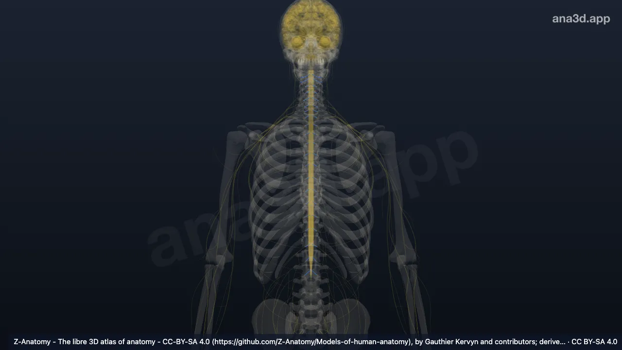 3D model: anterior root of spinal nerve