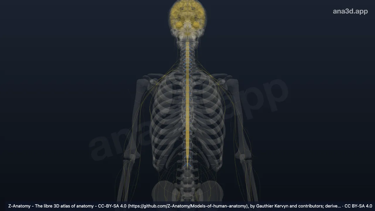 3D model: posterior root of spinal nerve