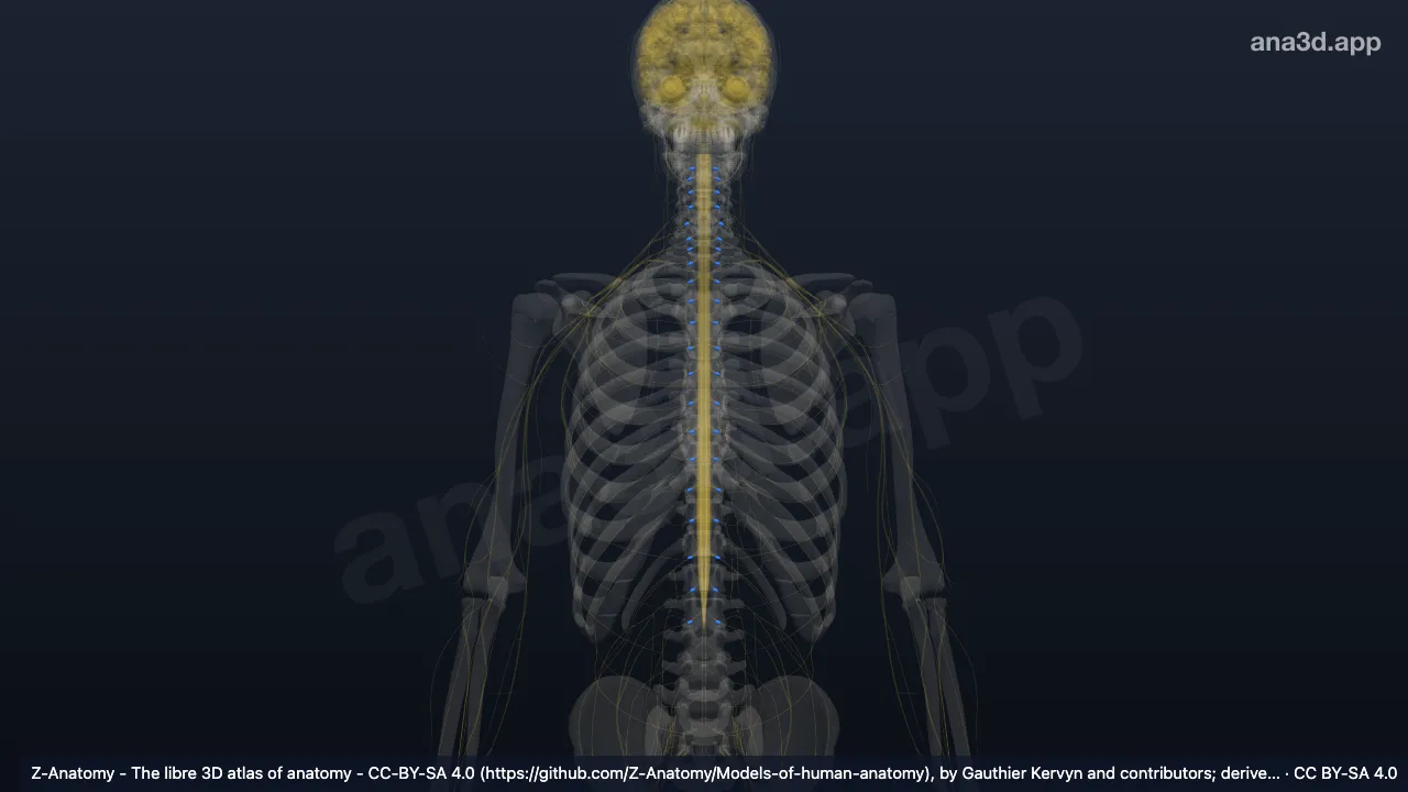 Modelo 3D: Gânglio espinhal