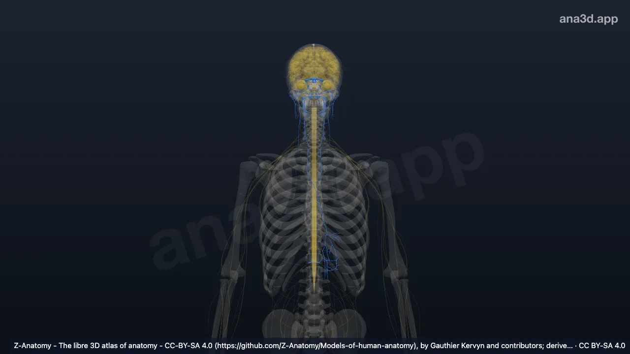 3D-Modell: Hirnnerv