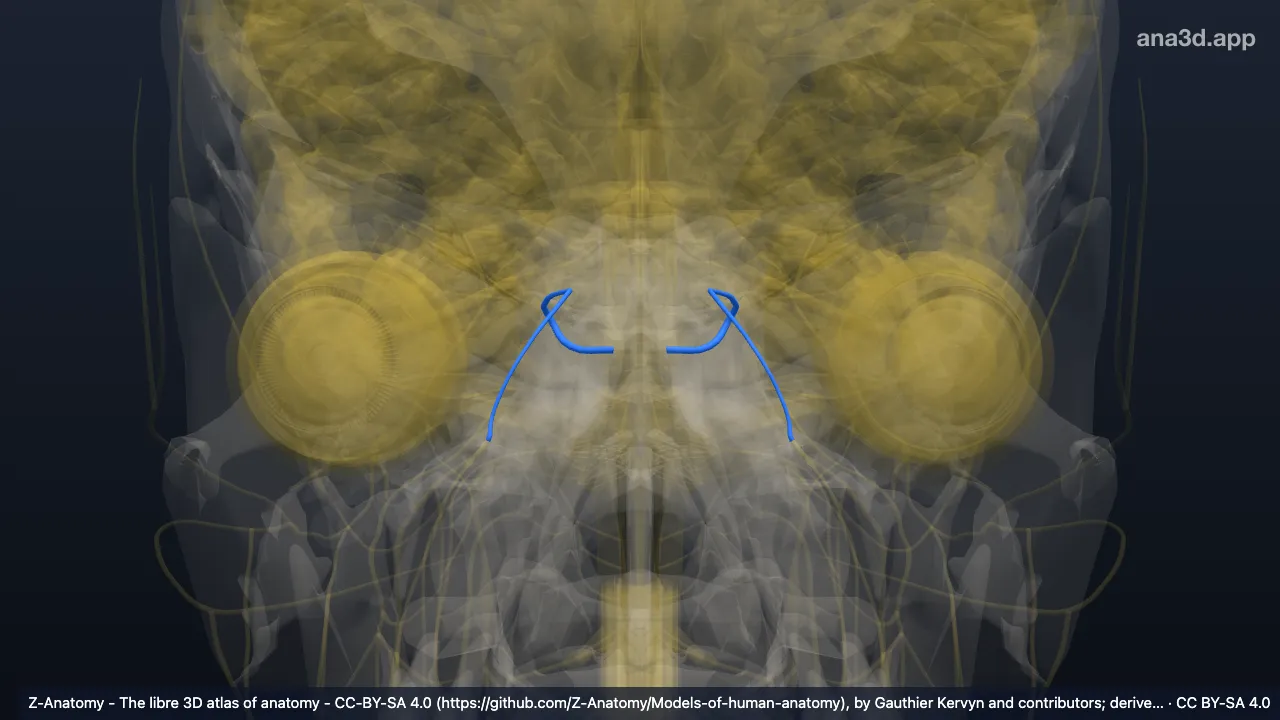 3D model: trigeminal nerve (V)