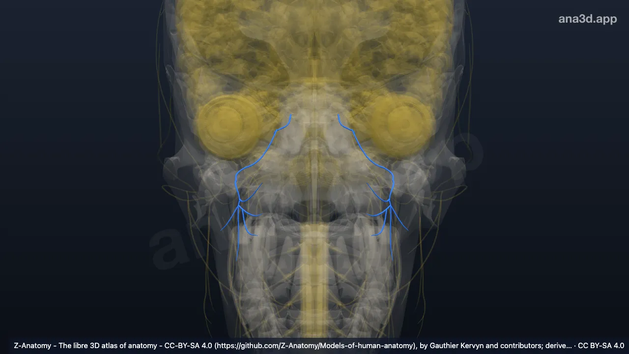 3D-Modell: Nervus maxillaris