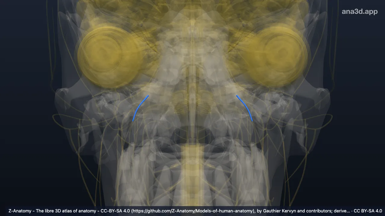 3D-Modell: Divisio anterior nervi mandibularis