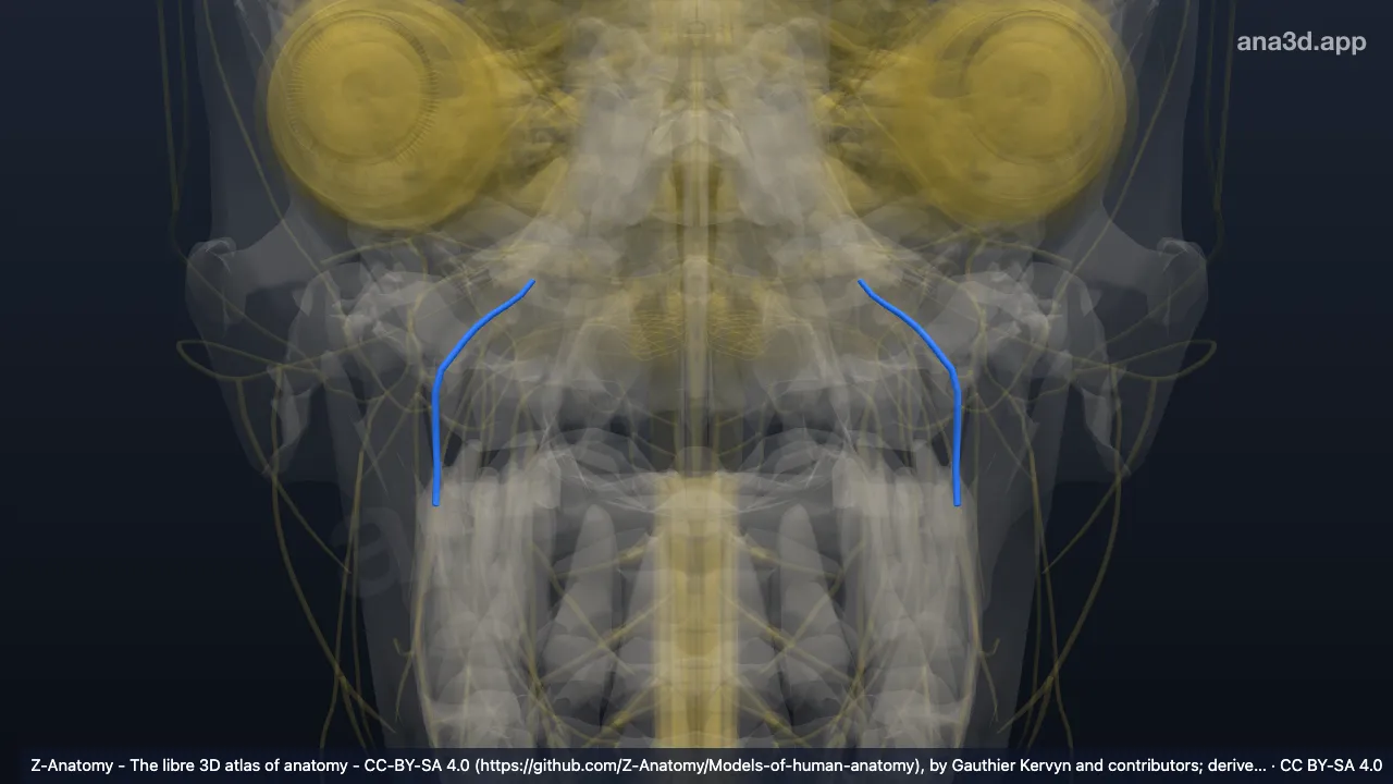 3D-Modell: Divisio posterior nervi mandibularis