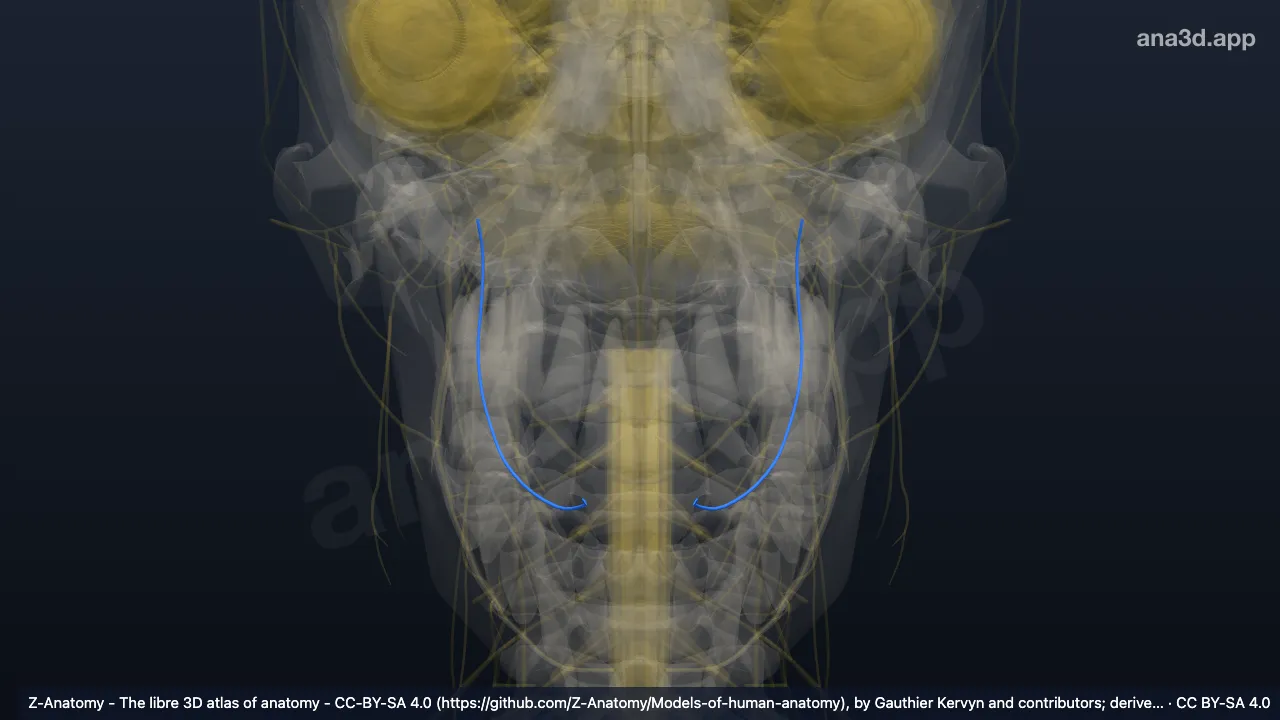 3D-Modell: Nervus lingualis