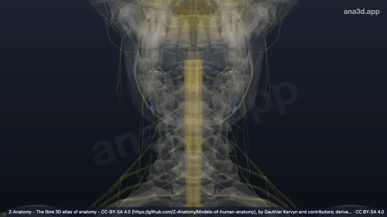3D-Modell: Nervus mentalis