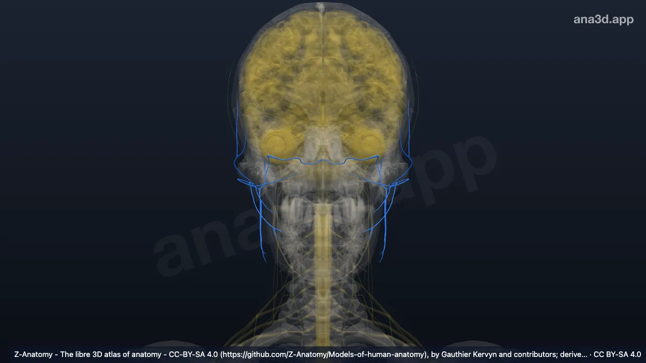 3D model: facial nerve (VII)