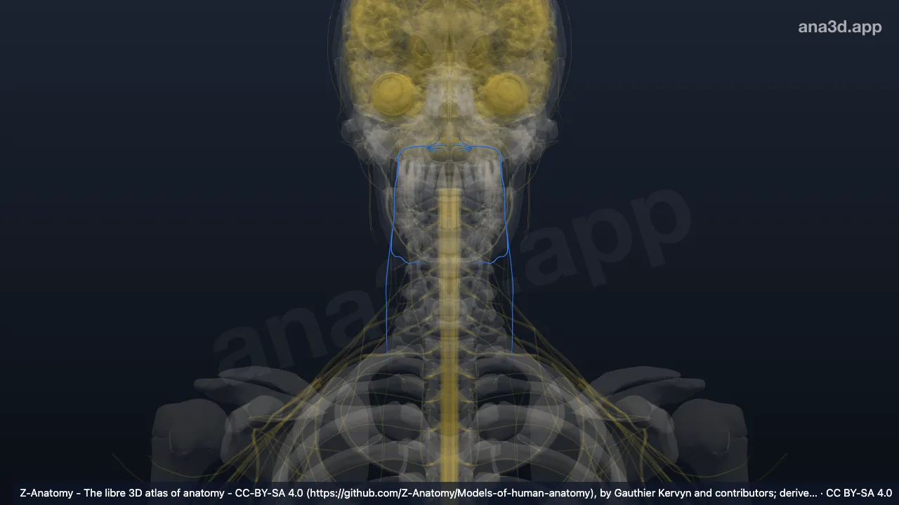 Model 3D: saraf glosofaringeal