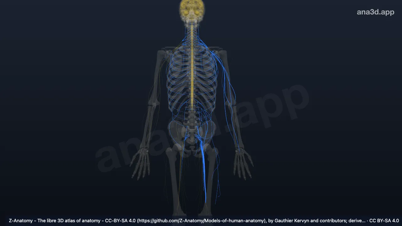 3D model: spinal nerves
