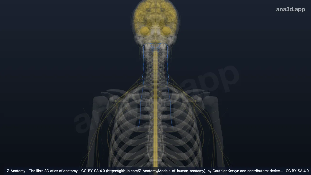 Modèle 3D : Nerfs cervicaux