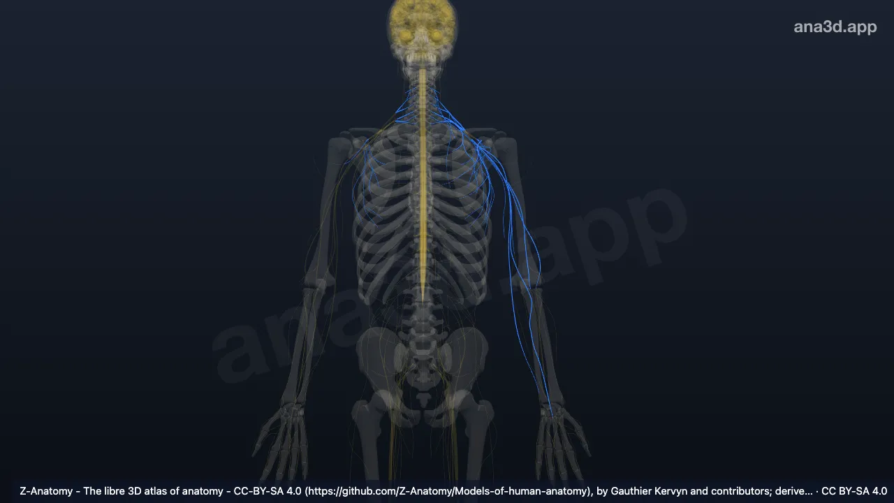Brachial plexus: anatomy, location and function