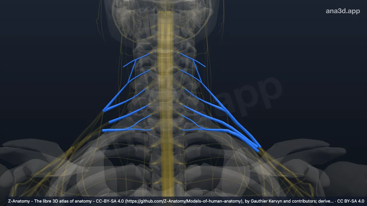 3D model: supraclavicular part of brachial plexus