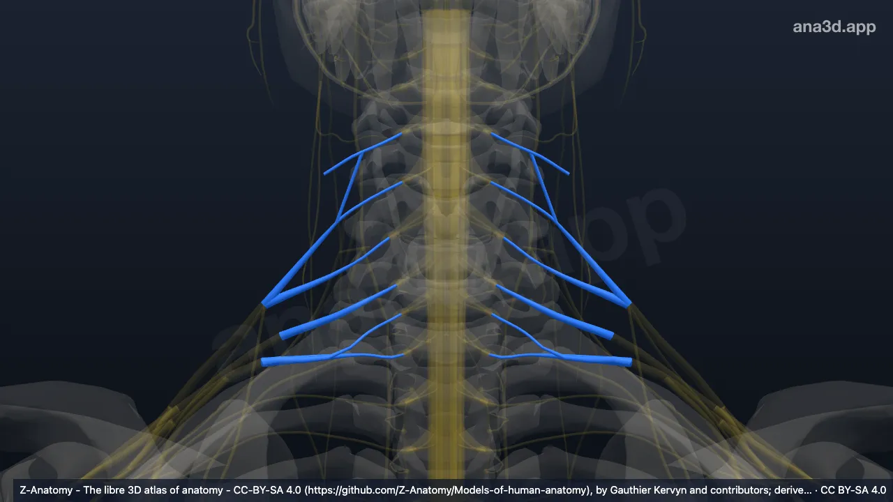 3D model: roots of brachial plexus
