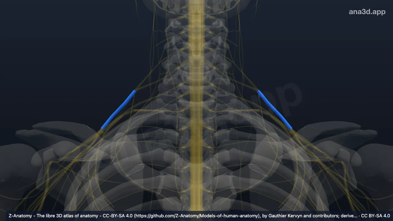 Modelo 3D: Tronco superior do plexo braquial