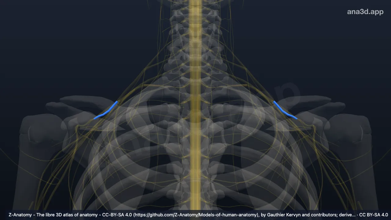 3D model: anterior division of superior trunk of brachial plexus