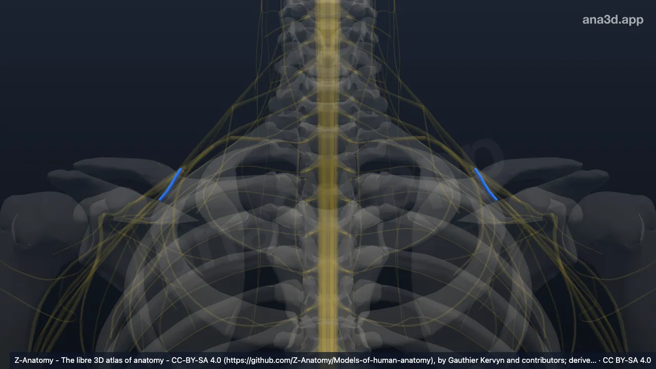 3D-Modell: Divisio posterior trunci superioris plexus brachialis
