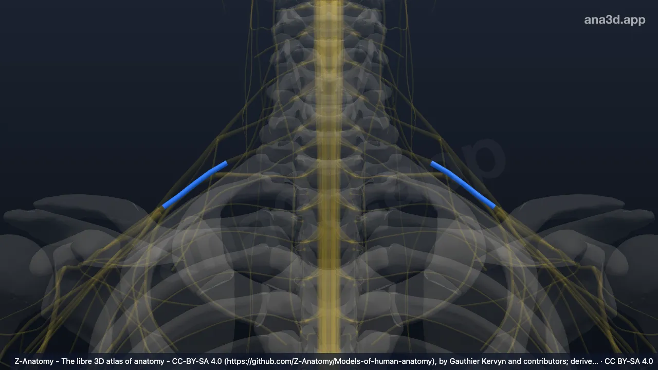 3D model: middle trunk of brachial plexus