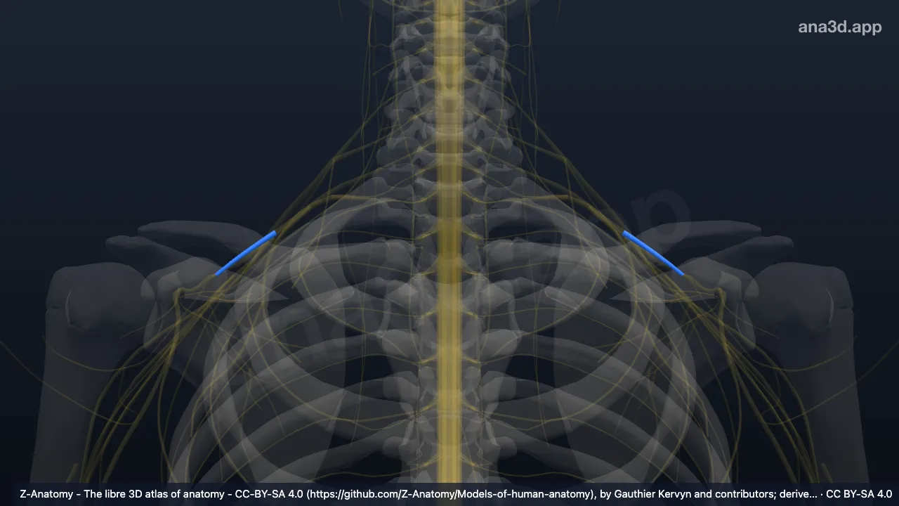 3D-Modell: Divisio anterior trunci medii plexus brachialis