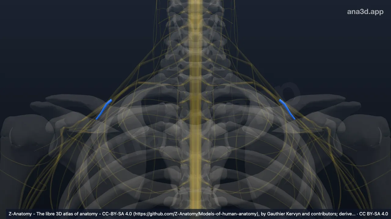3D-Modell: Divisio posterior trunci medii plexus brachialis
