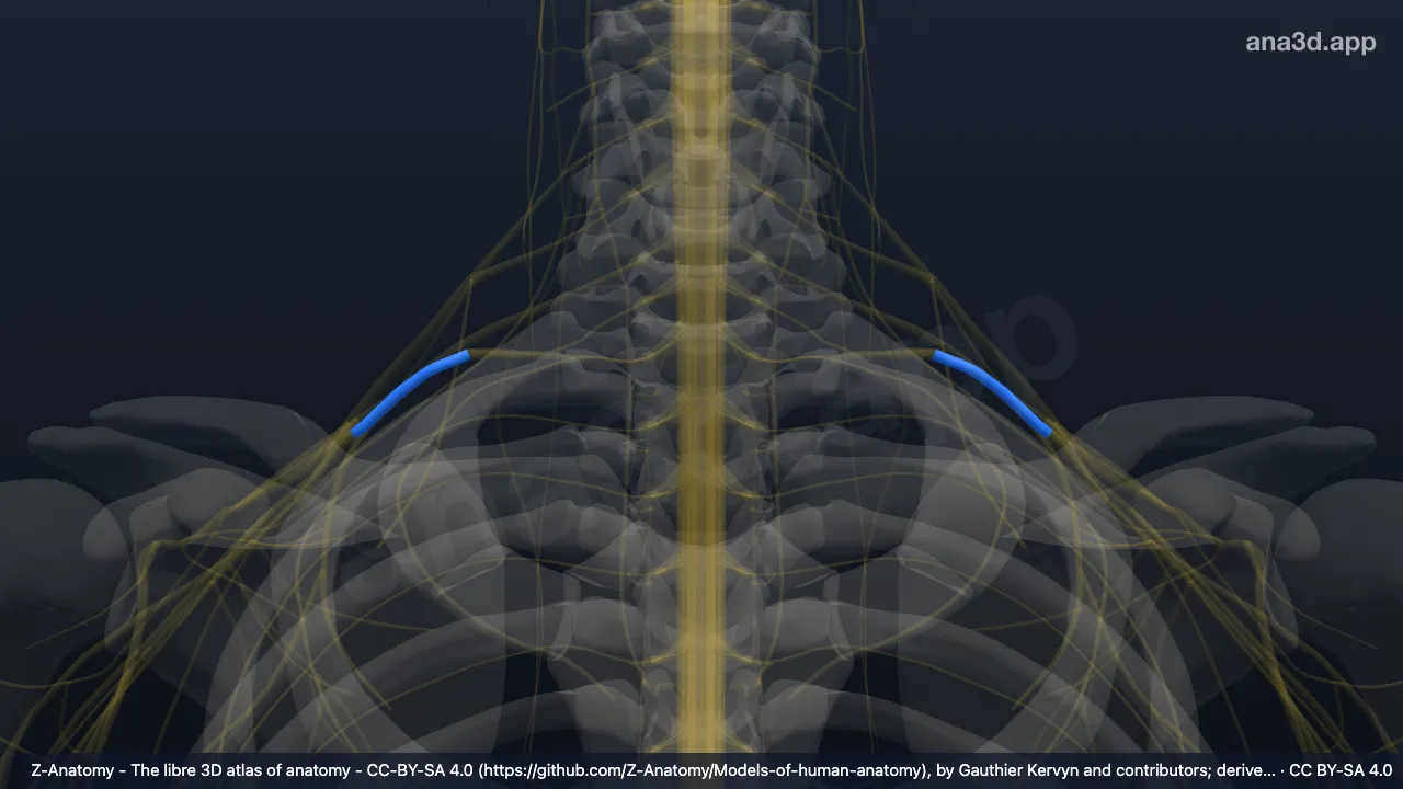 3D model: inferior trunk of brachial plexus