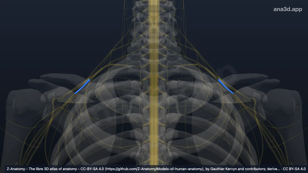 3D-Modell: Divisio anterior trunci inferioris plexus brachialis