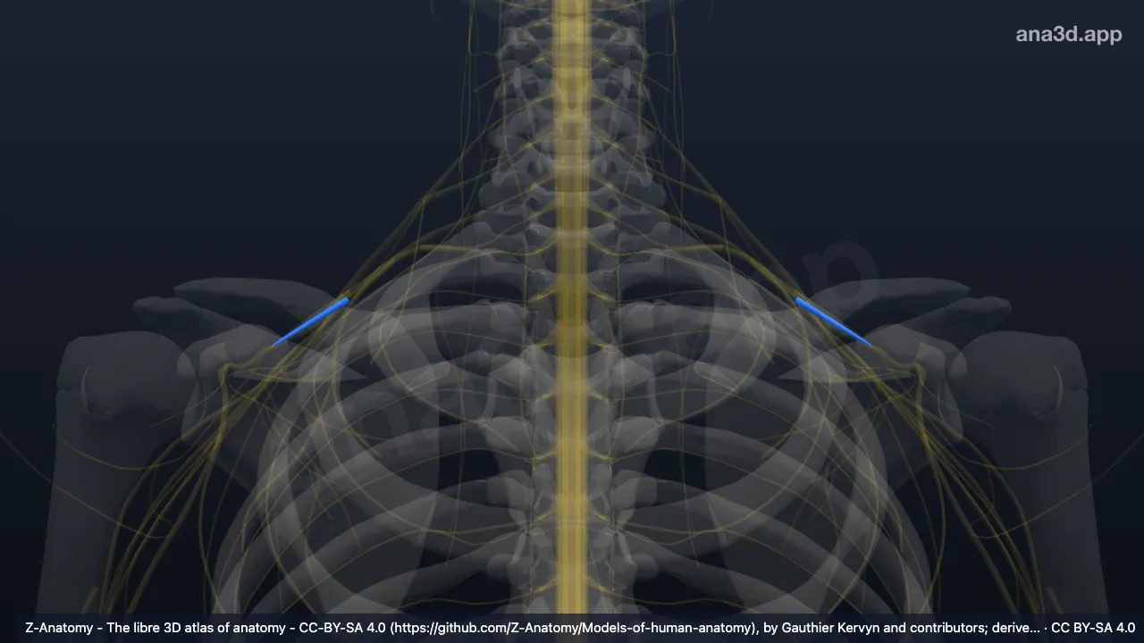 Modelo 3D: Divisão posterior do tronco inferior do plexo braquial