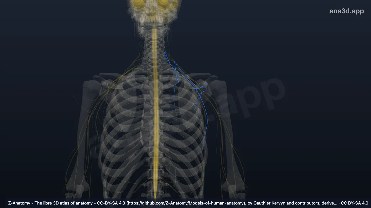 3D model: supraclavicular branches of brachial plexus