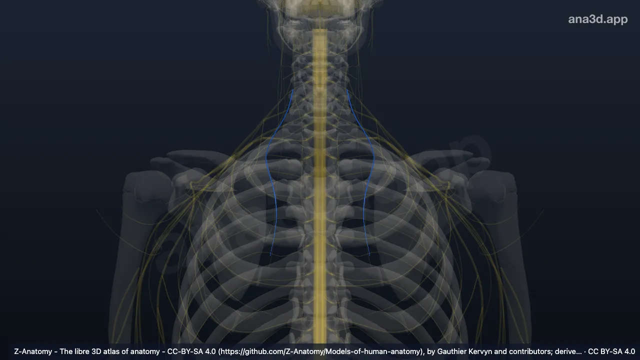 Mô hình 3D: Thần kinh vai lưng