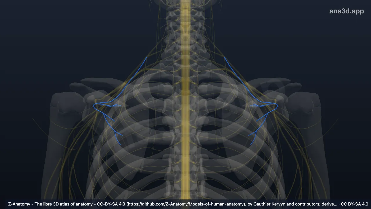 Mô hình 3D: Thần kinh trên vai