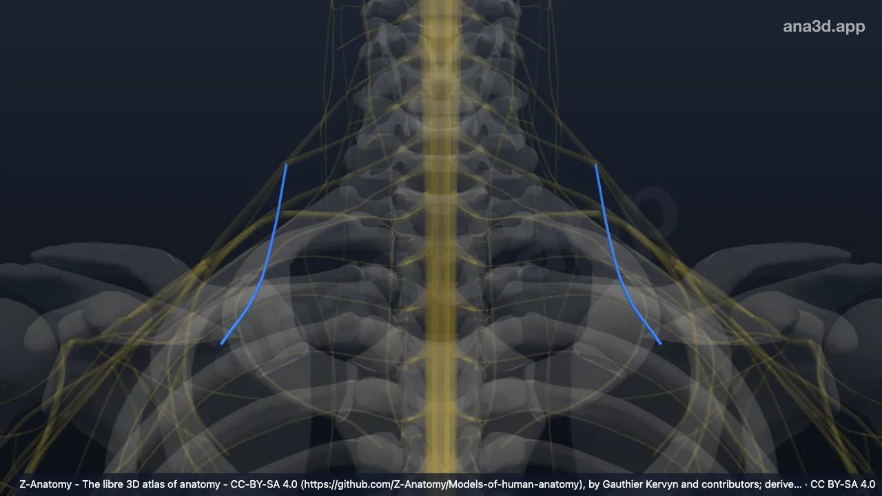 3D model: subclavian nerve