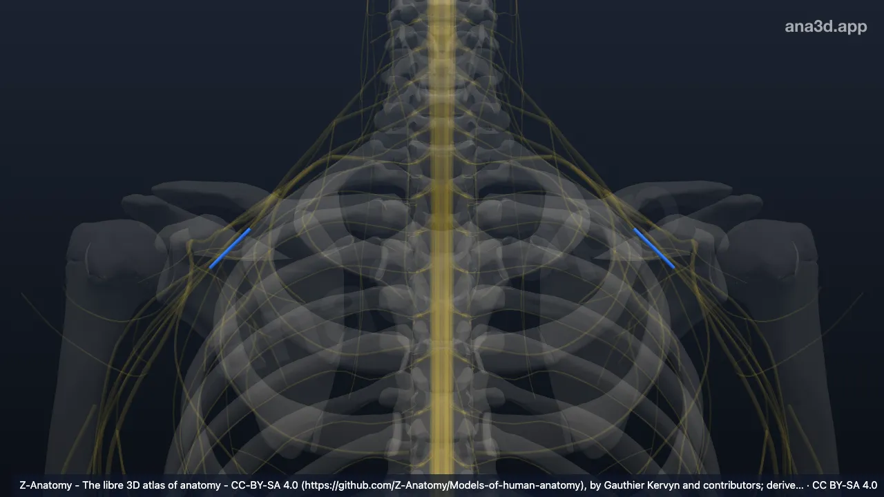 Modelo 3D: Fascículo posterior del plexo braquial