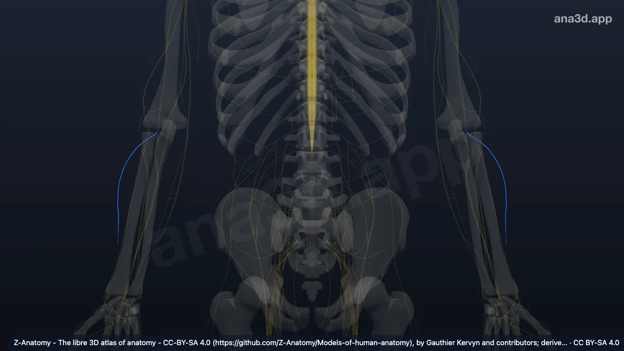 Modelo 3D: Nervio cutáneo antebraquial lateral