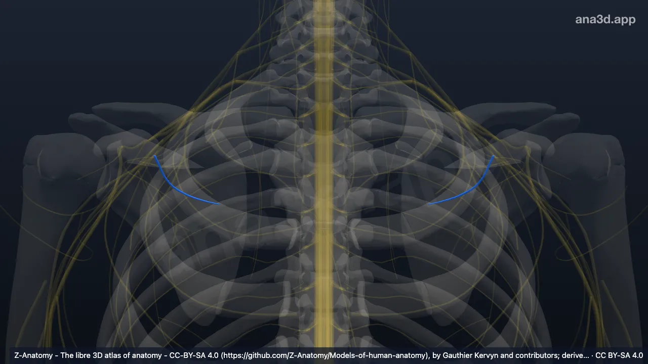 Modelo 3D: Nervio subescapular superior